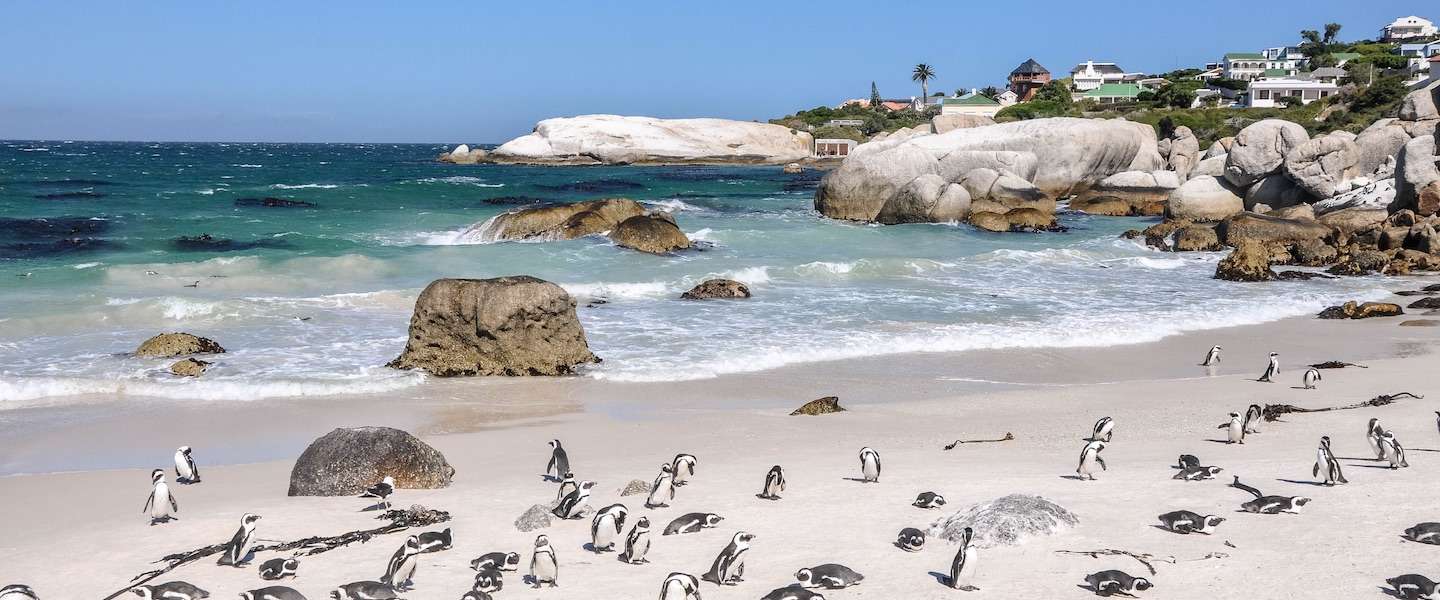 Zwemmen Met Pingu Ns Op Boulders Beach In Zuid Afrika Travelvalley