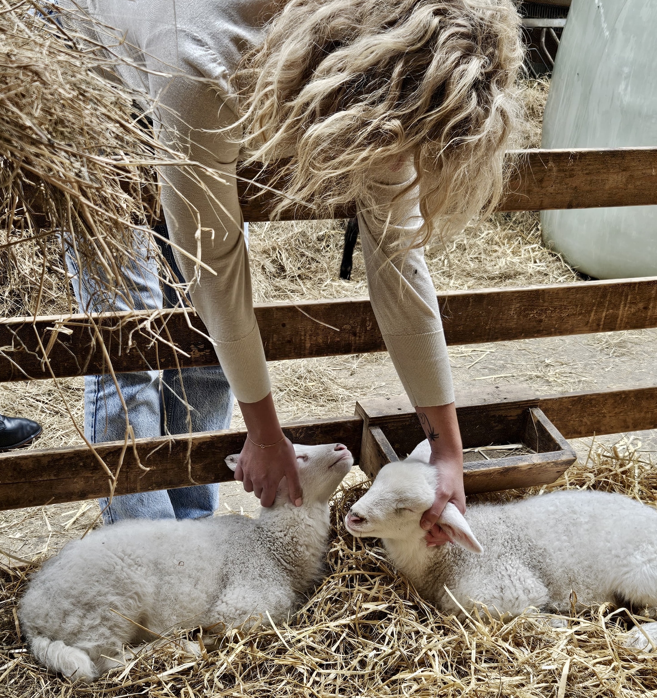 Lammetjes knuffelen op Texel: een ultiem relaxte ervaring