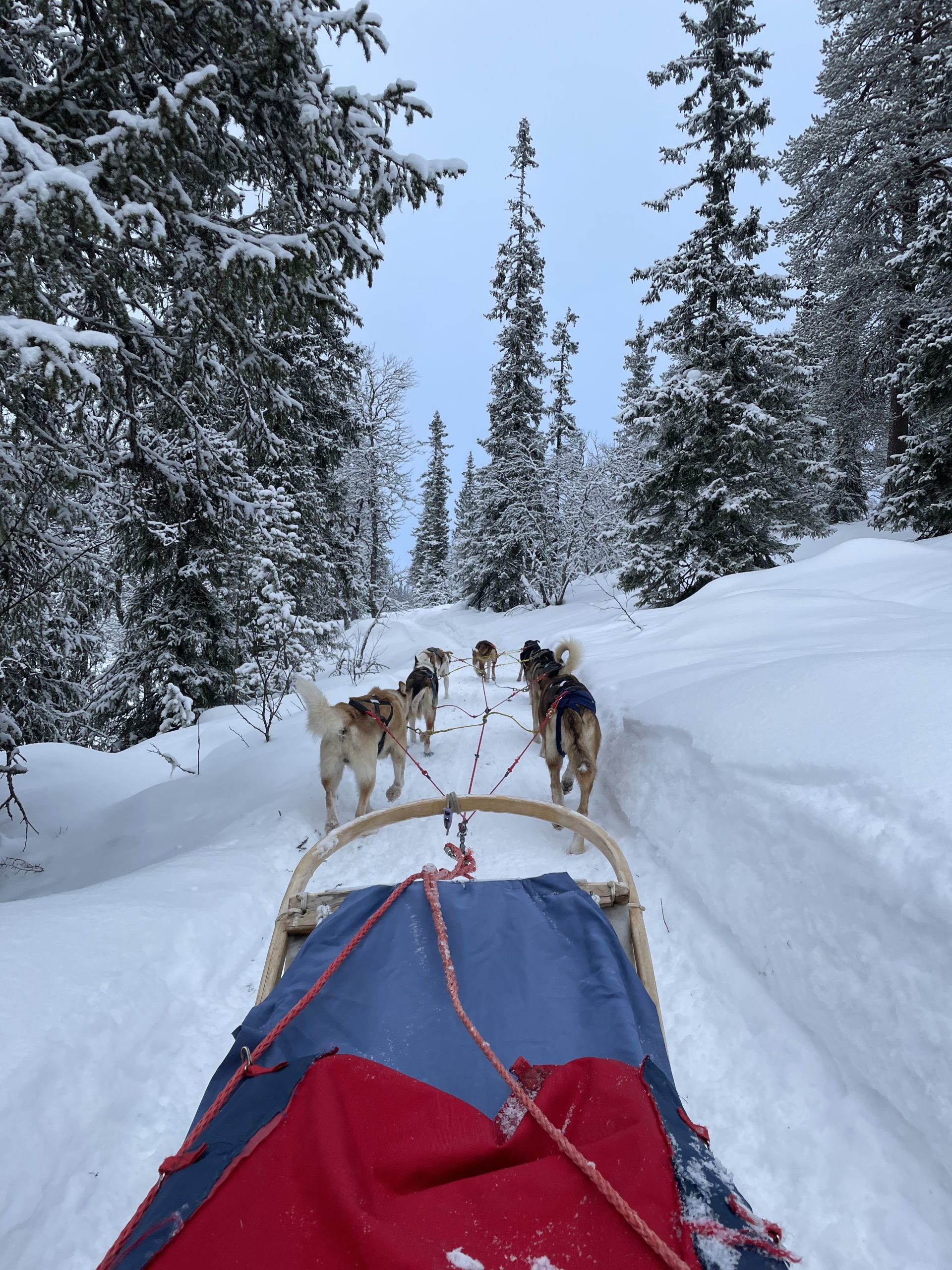 Een sledetocht met husky's: doen als je hier bent!