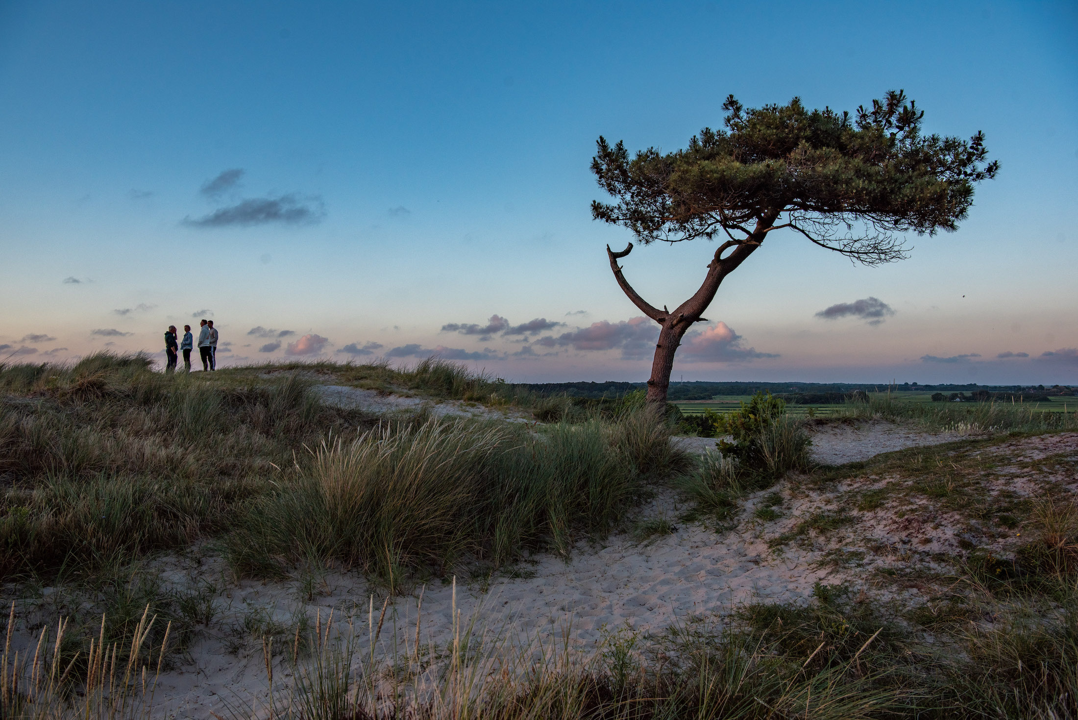 Het beroemde 'boompje van Terschelling'