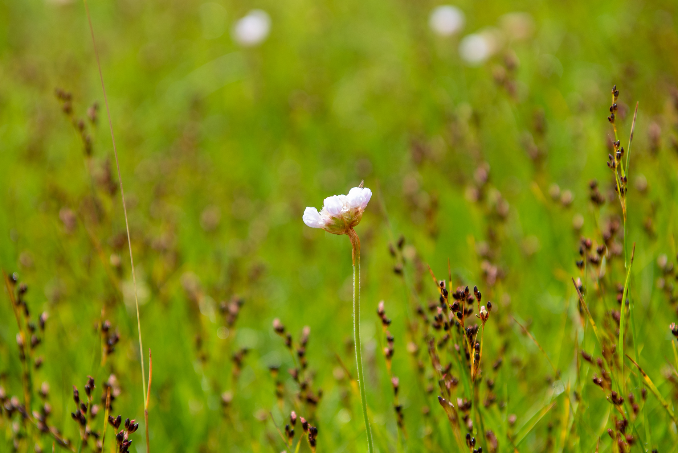 Spot honderden soorten kleine bloemetjes