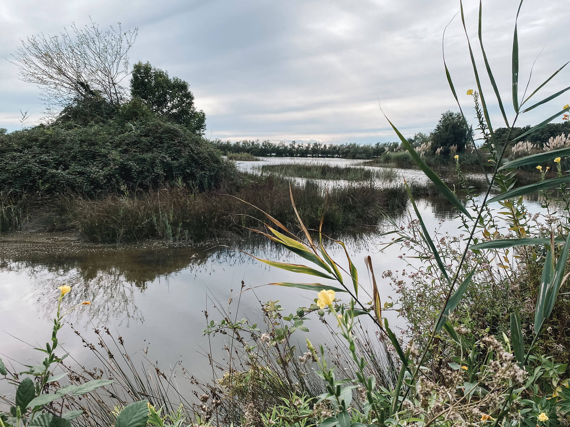 Door de menging van zoet en zout water in de lagunes, is de flora en fauna deels hetzelfde als in Nederland.