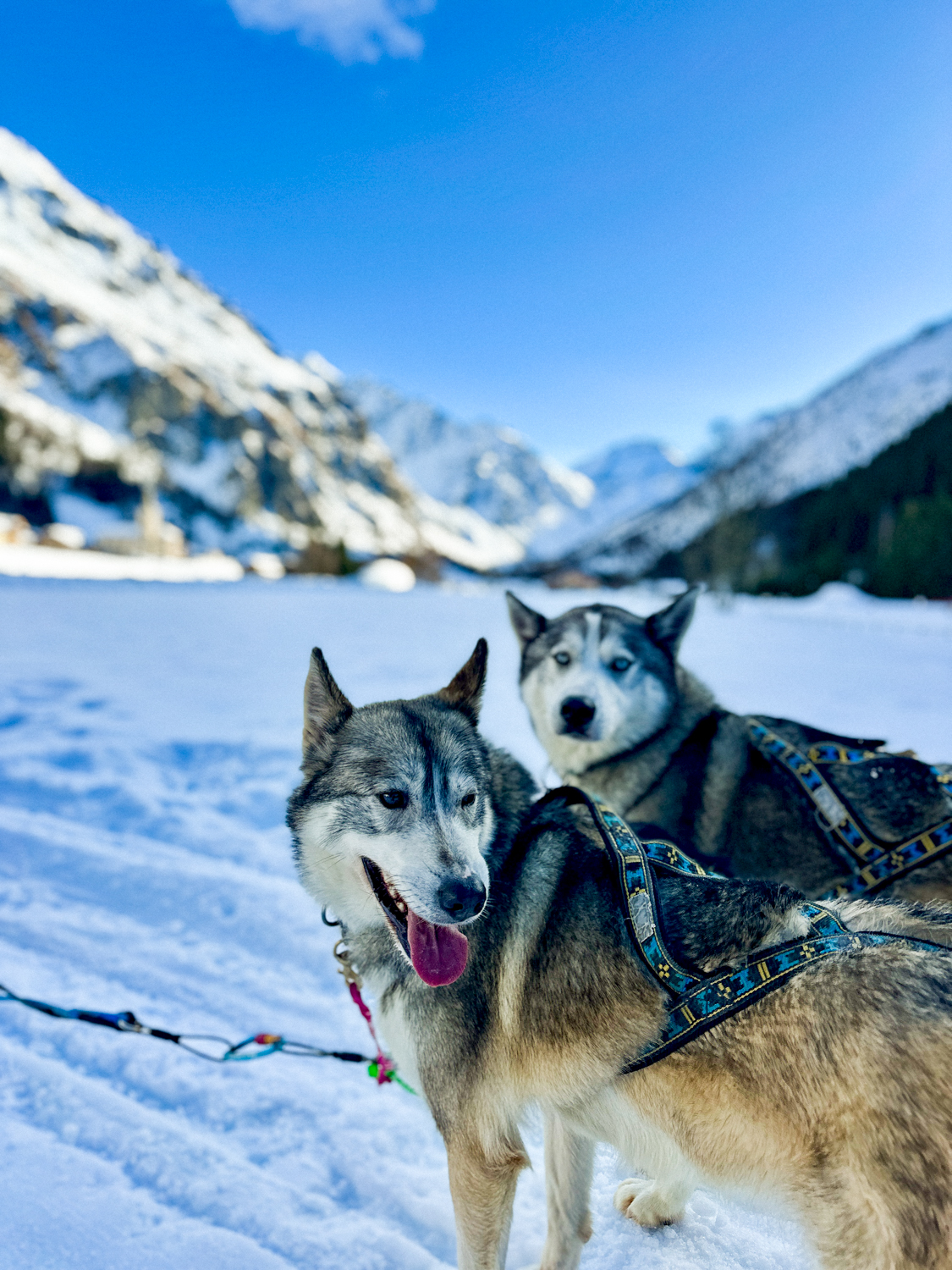 Hondenslee Husky honden