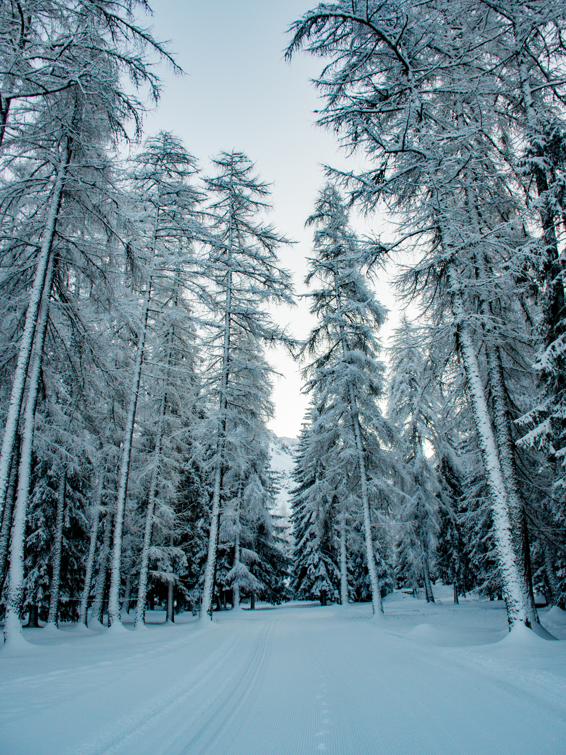 Verse sneeuw op de bomen