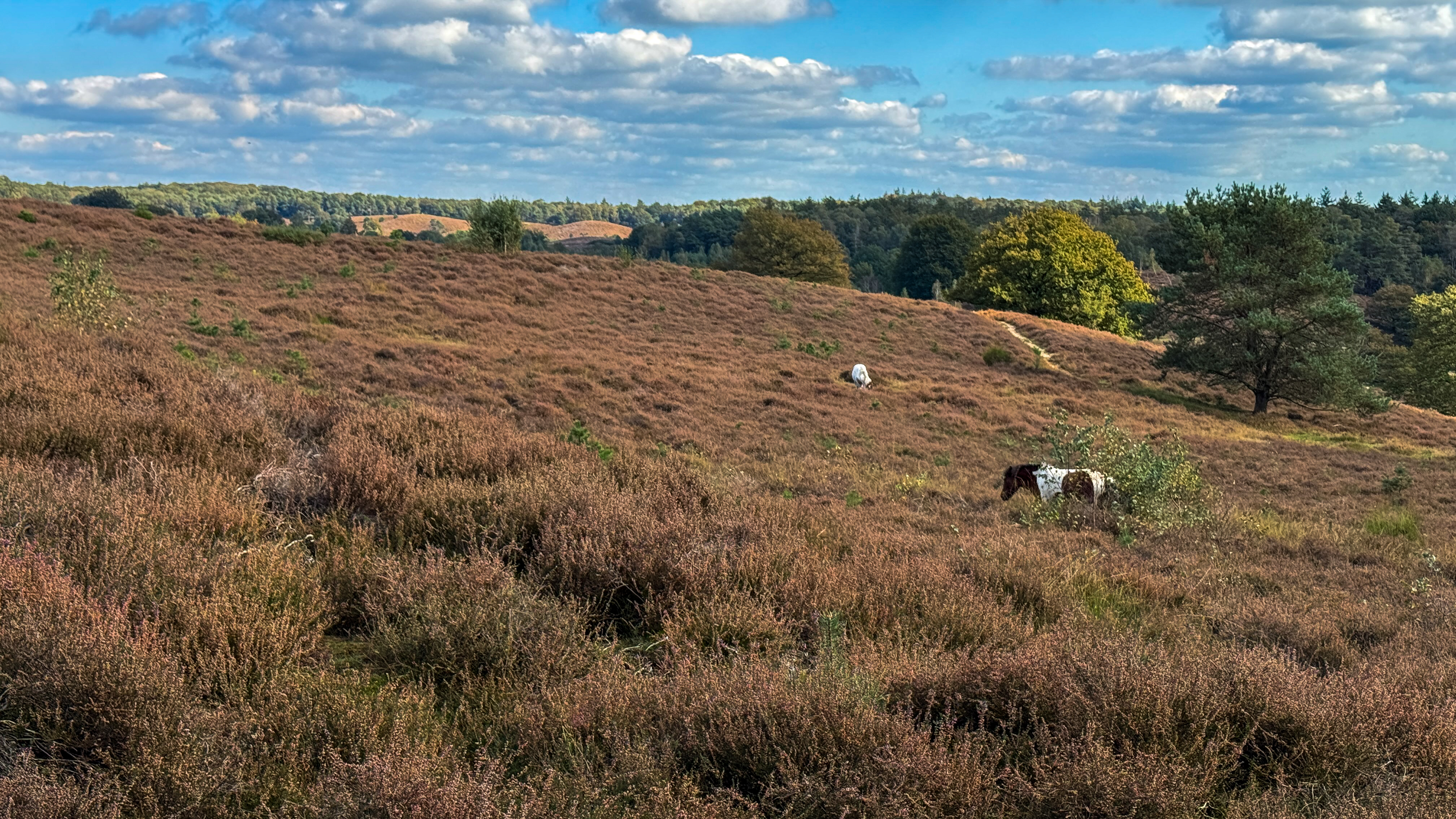 Een wandelroute van 5 km voert je dwars over de heidevelden met wilde paarden.