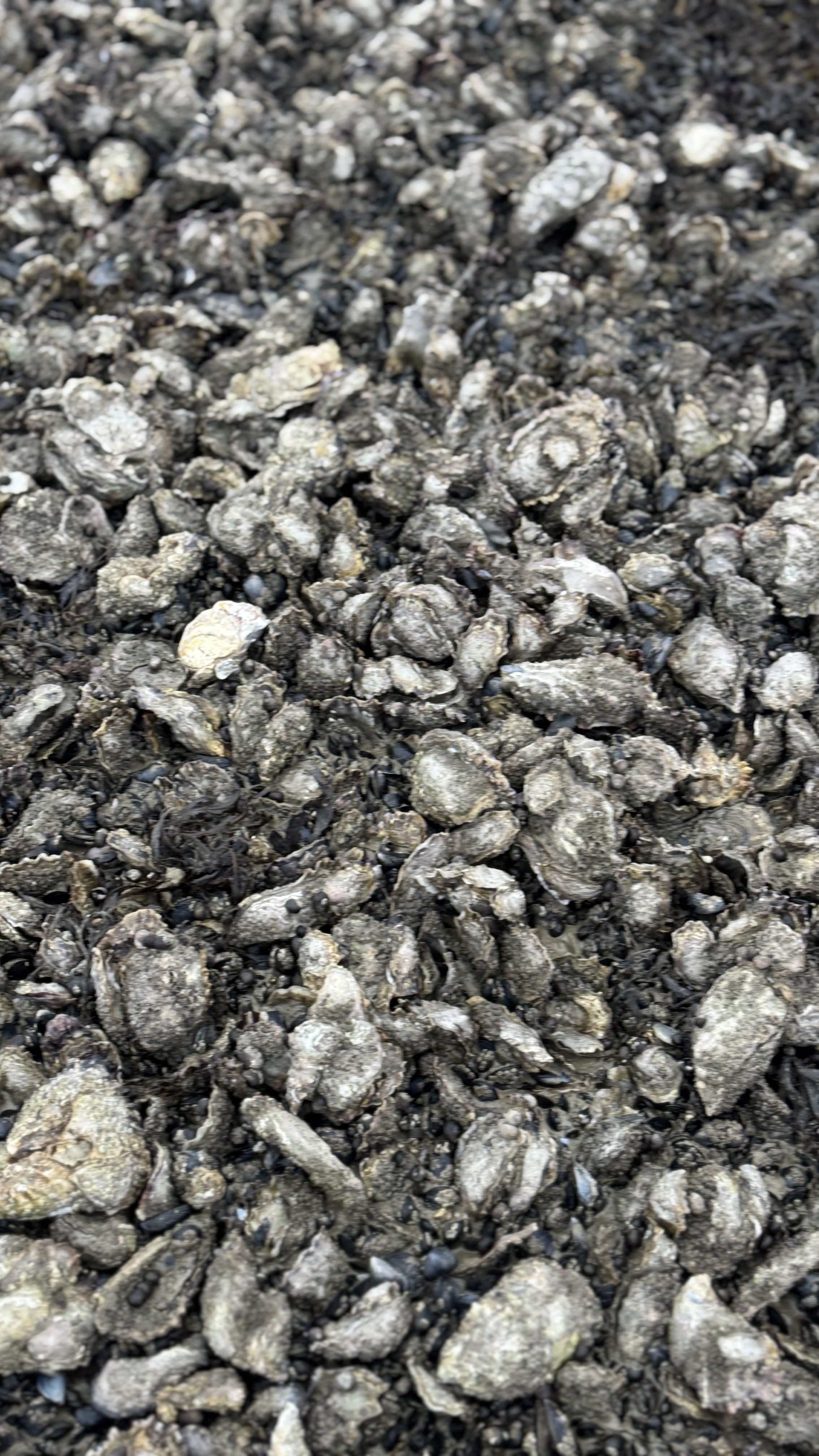 Oesters rapen op Terschelling: kies je eigen oesters uit!