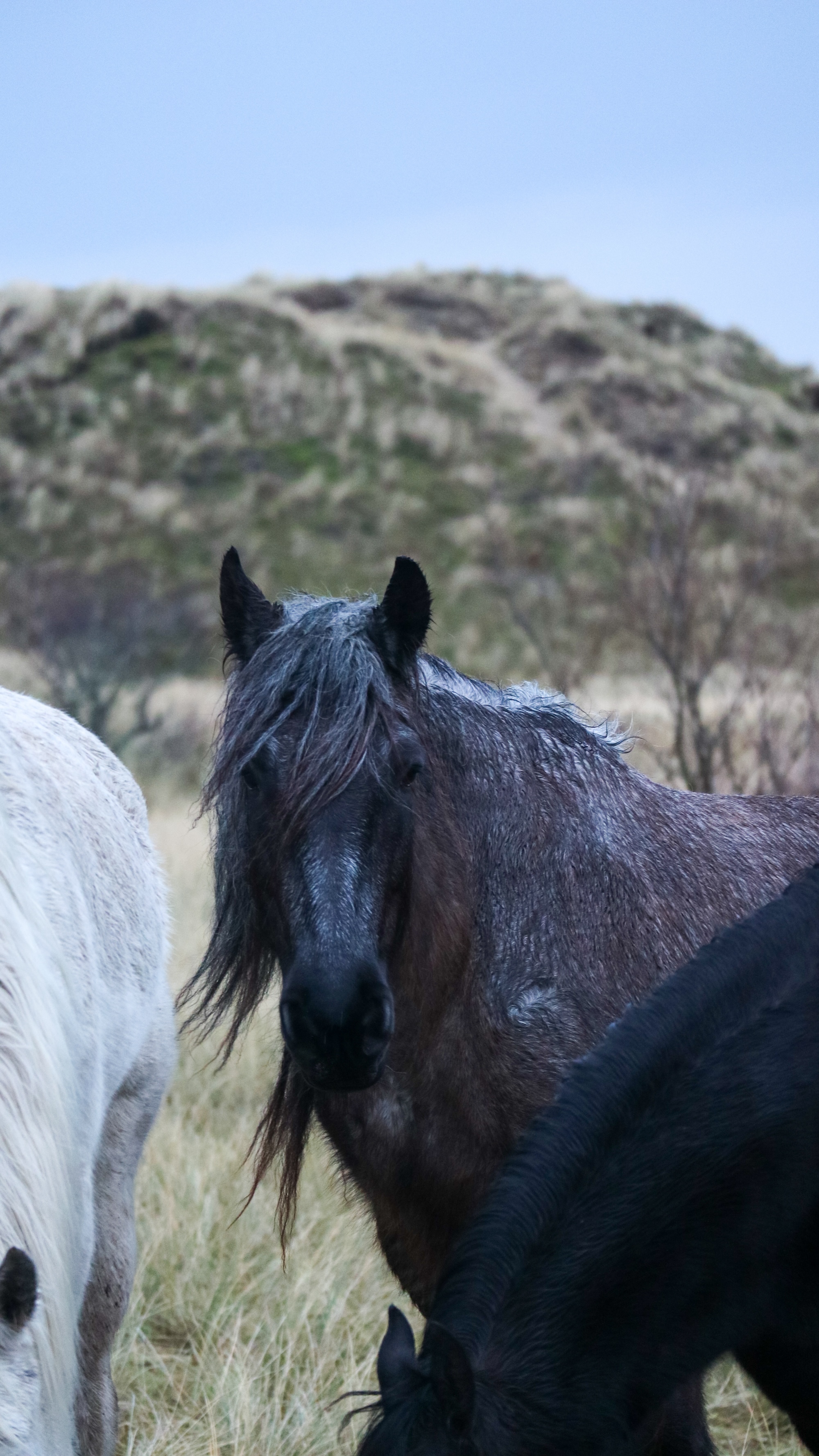 De paarden die tijdens de drukke maanden voor de huifkarren staan, rennen in de wintermaanden rond in de duinen.