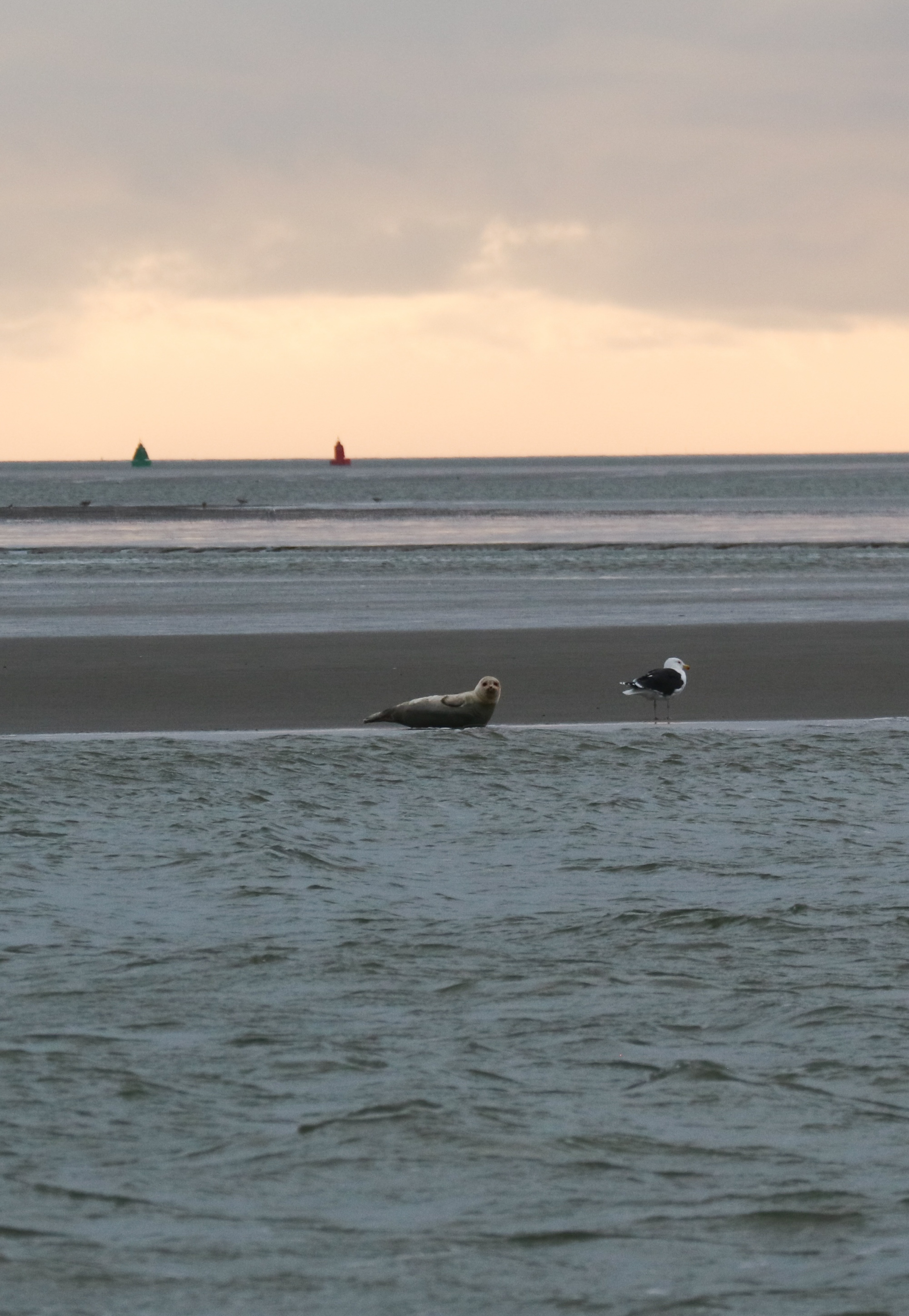 Zeehondjes spotten is in elk seizoen mogelijk, dus ook tijdens de wintermaanden.