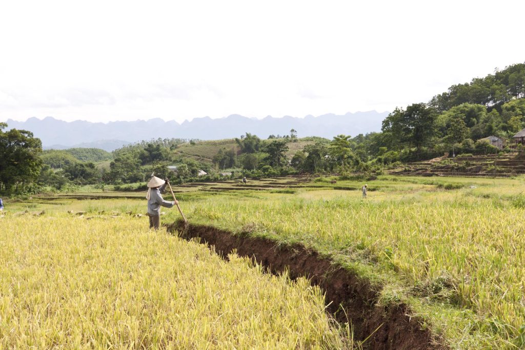 Rijstvelden in Vietnam