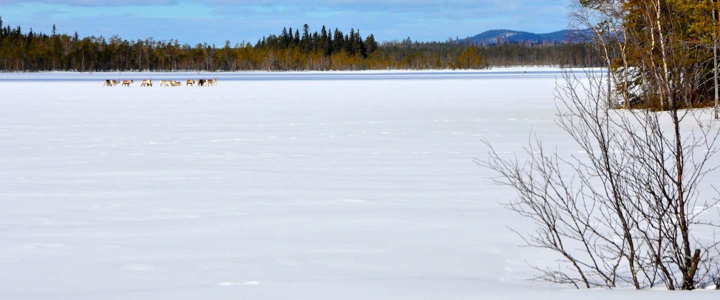 zweeds-lapland.jpg