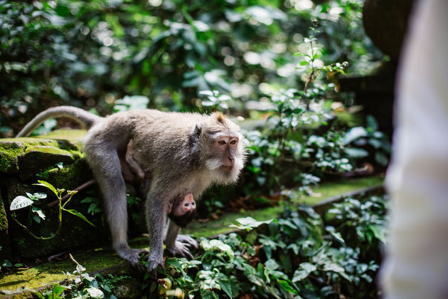Doen op Bali: bezoek het Monkey Forrest