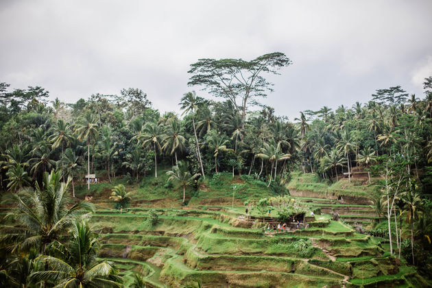 Bezoek de groene rijstvelden van Tegalalang